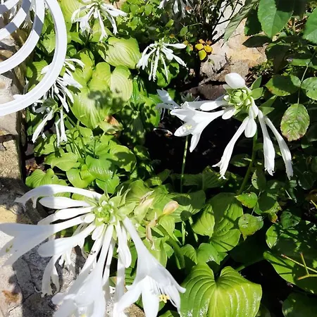 Guest Deva Burgas City